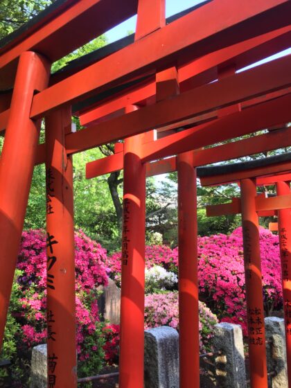 Nezu Shrine, Tokyo | Famous for its beautiful torii gate and azaleas