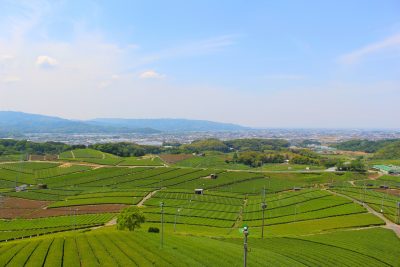 Green tea plantation in Yame, Kyushu, Japan