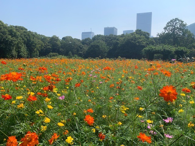 Colorful flowers in Tokyo's Hamarikyu Garden in August
