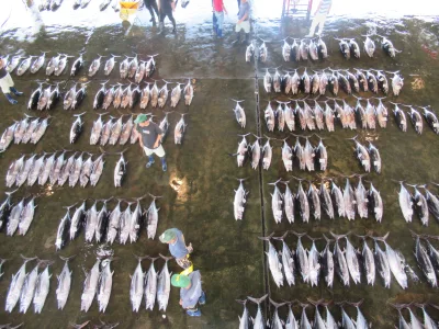 tuna auction, Nachi Katsuura
