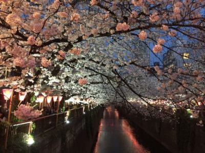 Cherry blossoms on the Nakameguro riverside tokyo