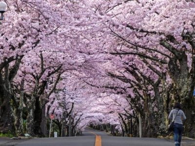 Cherry bloosom street, Izukogen guide