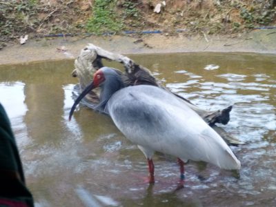 Toki or Crested ibis