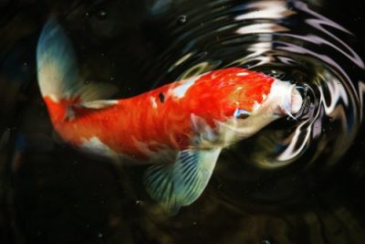 Red and white Koi fish in Japan