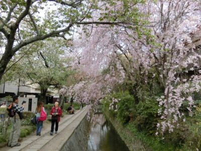 Philosopher's Path in Kyoto with cherry blossoms