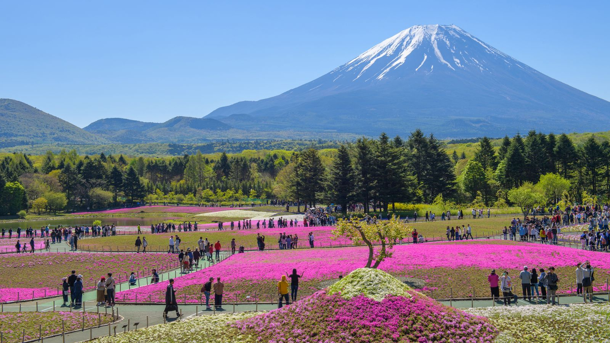 Shibazakura japan