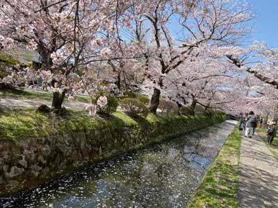 spring in kyoto