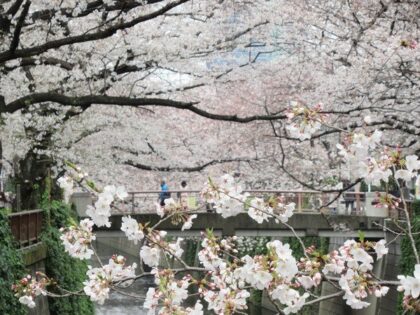 Meguro River in Spring | Beautiful night cherry blossoms