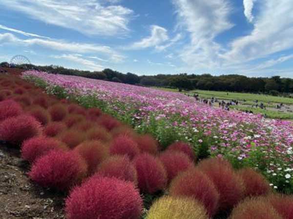 Seasonal flowers in Hitachi Flower Park, Ibaraki, Japan