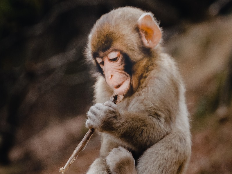 Baby monkey in the Arashiyama Monkey Park in Kyoto