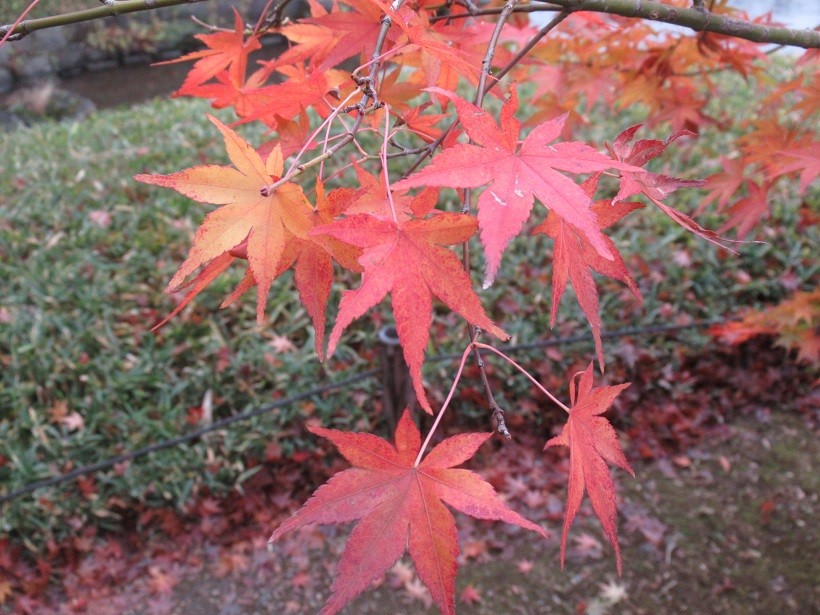 Autumn maple leaves at Koishikawa park, Tokyo, Japan