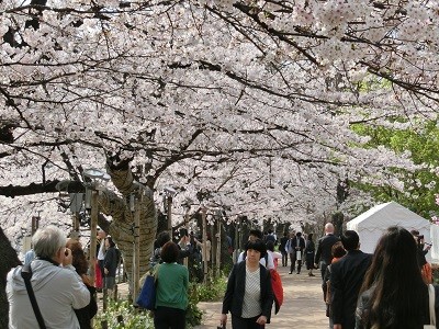 Cherry blossoms near Chidorigafuchi during spring in Tokyo