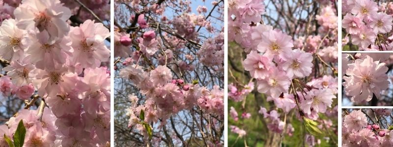 Double petal sakura cherry blossoms in Japan