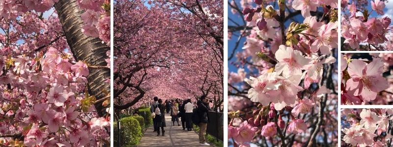 Pictures of sakura cherry blossoms in Kawazu, Japan