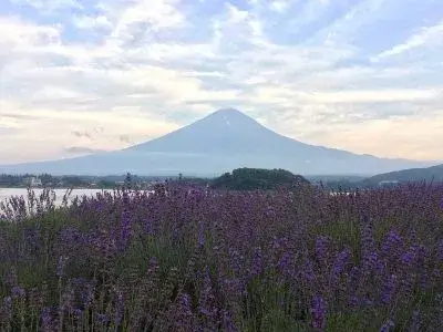 mt-fuji-kawaguchiko-july 1 1 1 | Japan City Tour | Travel agency in Tokyo Mt-fuji-5