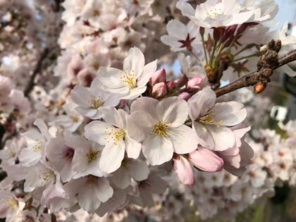 Sakura | Very Beautiful Japanese Cherry Blossoms