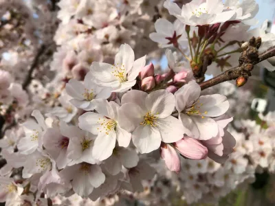 A close up of blooming somei yoshino cherry blossoms sakura in Japan