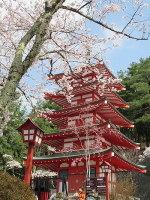 Chureito five-storied pagoda in Kawaguchiko, Japan with cherry blossoms