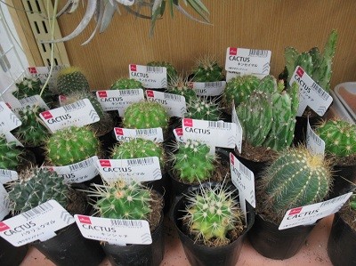 Cactus plants at a 100 yen shop in Japan