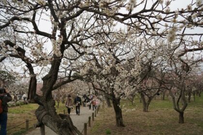 Kairakuen Garden, Ibaraki | Beautiful garden, one of the three best gardens in Japan