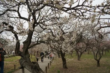 Blooming plum blossoms in the Kairakuen Garden in Mito, Japan