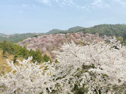 Mount Yoshino, Nara | One of the most beautiful places in Japan for cherry blossoms