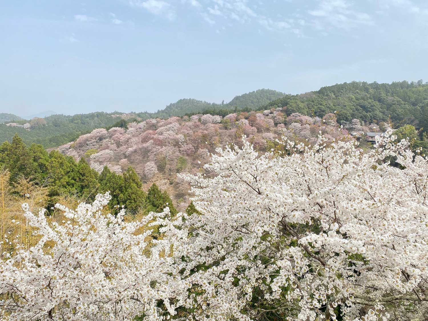 Cherry blossoms on Mount Yoshino in Nara, Japan