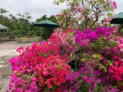 Azalea in the Southeast Botanical Garden in Okinawa, Japan