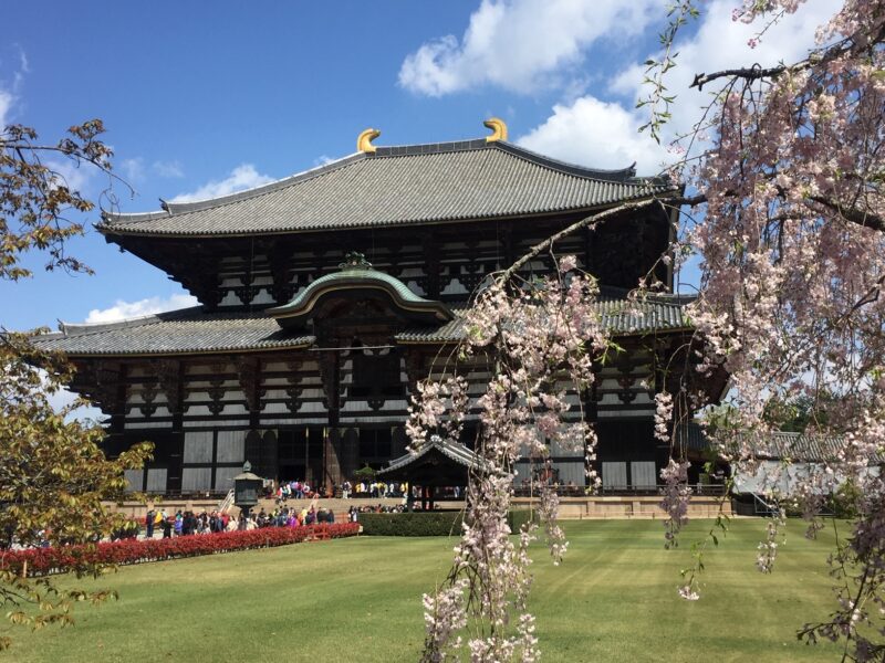 Todaiji Sakura