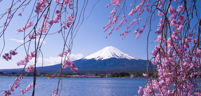 Mt Fuji Sakura