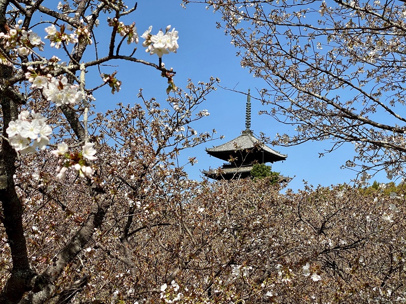 Cherry blossoms and pagoda in Kyoto