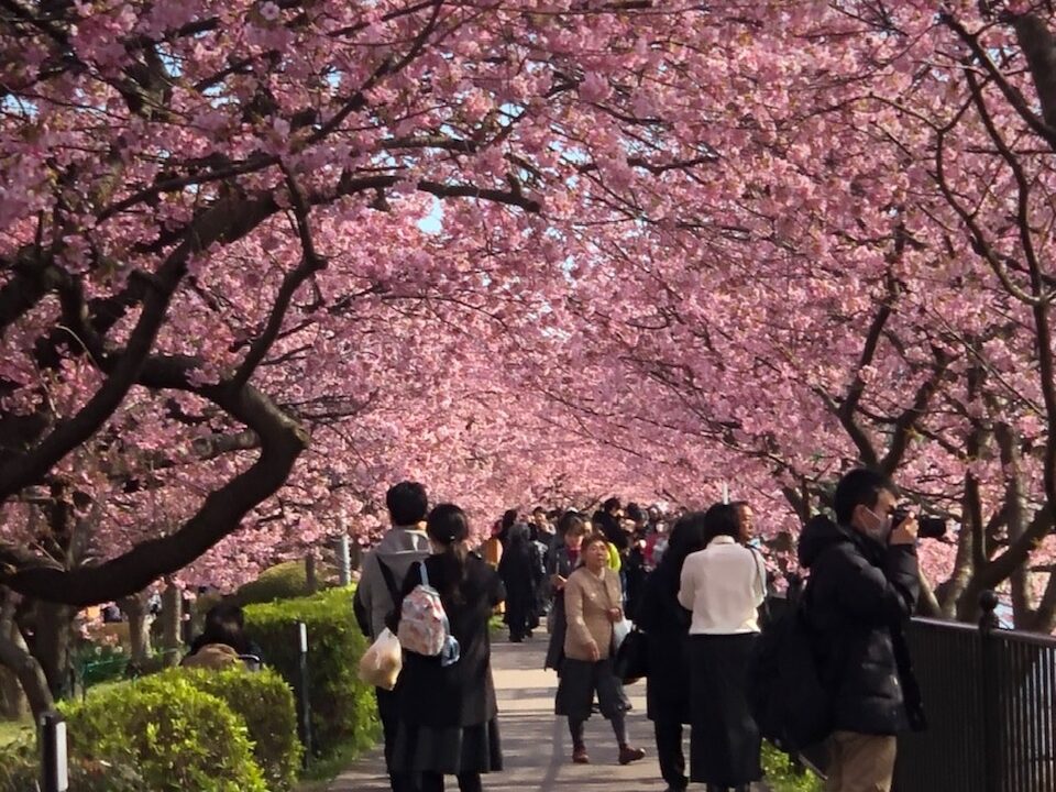 Pictures of sakura cherry blossoms in Kawazu, Japan