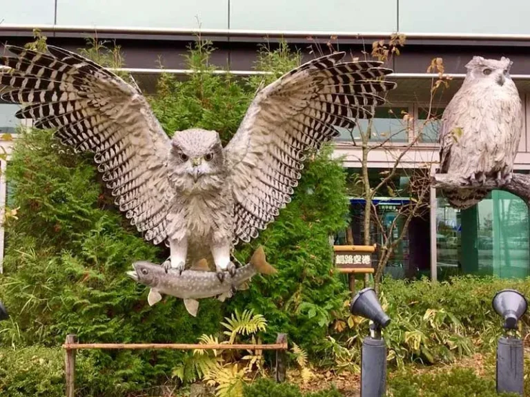 Blakiston's fish Owl, Hokkaido