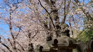 The Most Beautiful Cherry Blossoms In The World | Japan Small Group Tour Package 7 days