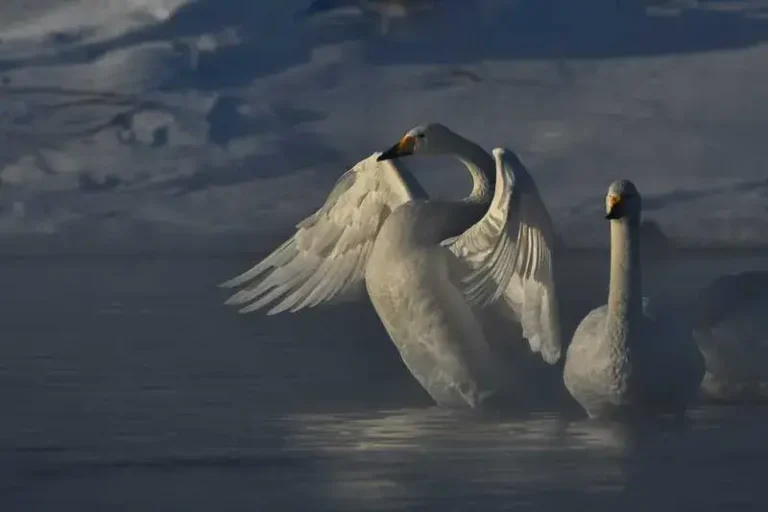 Whooper swan, Hokkaido