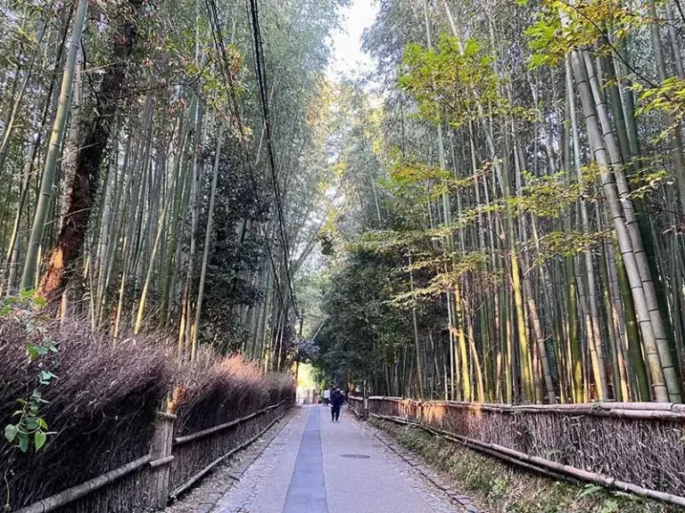 Bamboo grove in Arashiyama, Kyoto, Japan