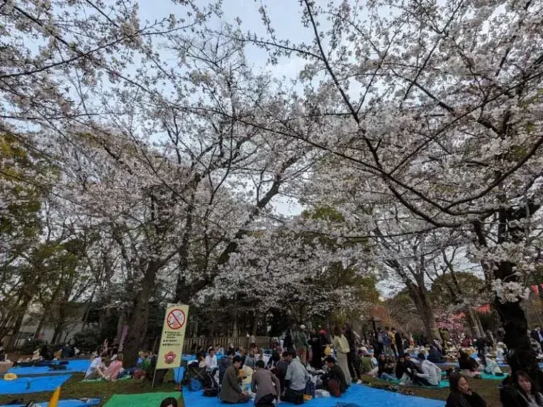 Hanami Cherry Blossom Viewing