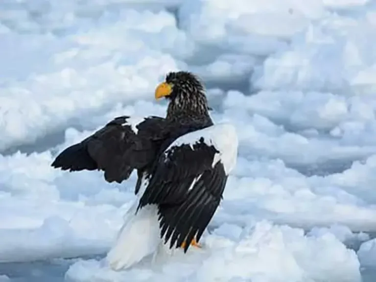 Steller's Sea Eagle