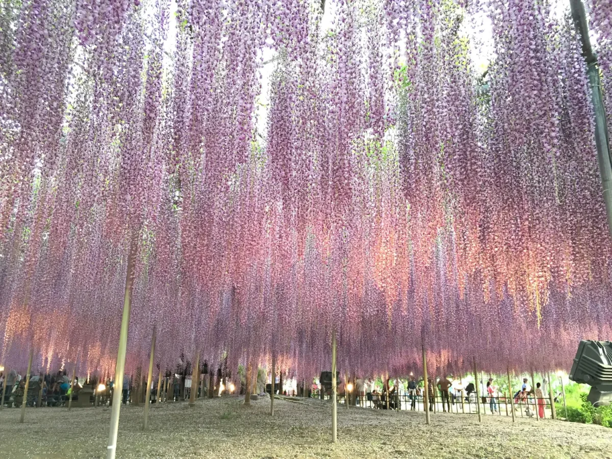 Ashikaga Flower Park | Japan City Tour | Travel agency in Tokyo Ashikaga Flower Park
