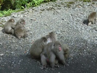 Yakuzaru in Yakushima
