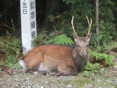 Yakushika in Yakushima