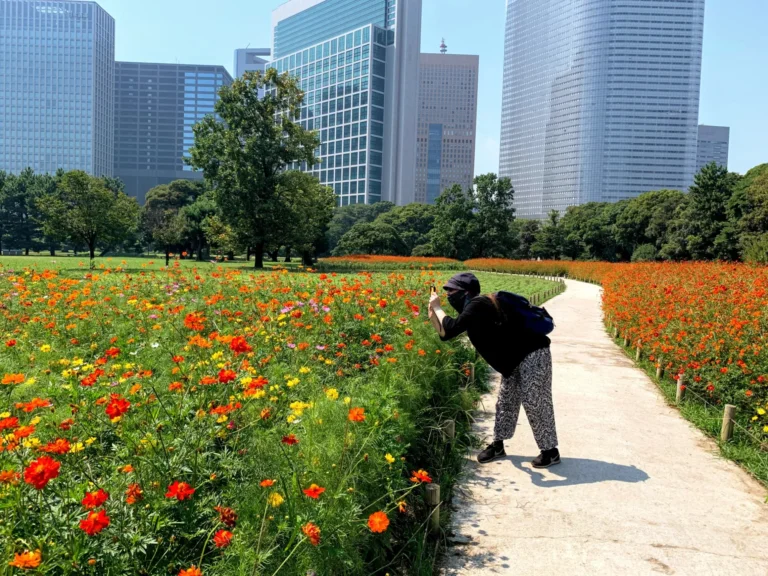 Hamarikyu-Gardens-summer-flowers | Japan City Tour | Travel agency in Tokyo Colorful flowers in Tokyo's Hamarikyu Garden in August
