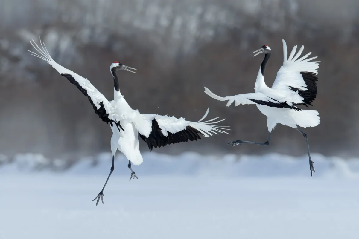 Cranes in Hokkaido, Japan