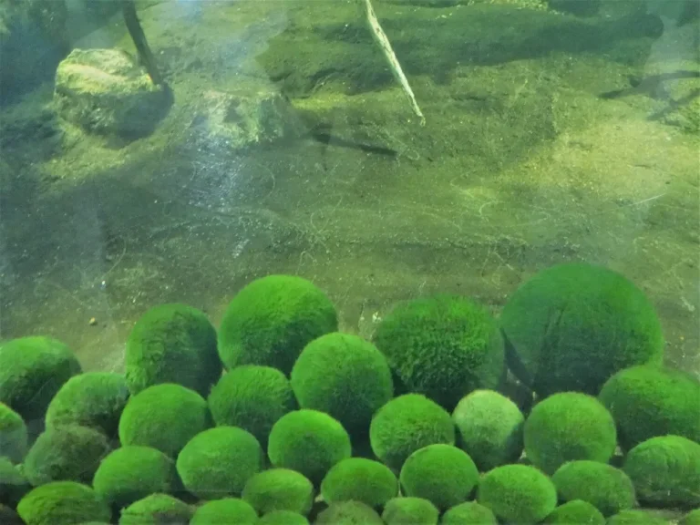 Lake Akan, Marimo, Hokkaido, Japan. Kawayu onsen is nearby.