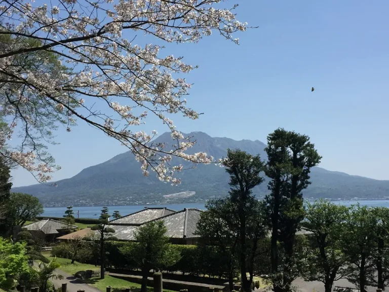 Sakurajima with cherry blossoms as seen from the Senganen garden in Kagoshima, Kyushu, Japan