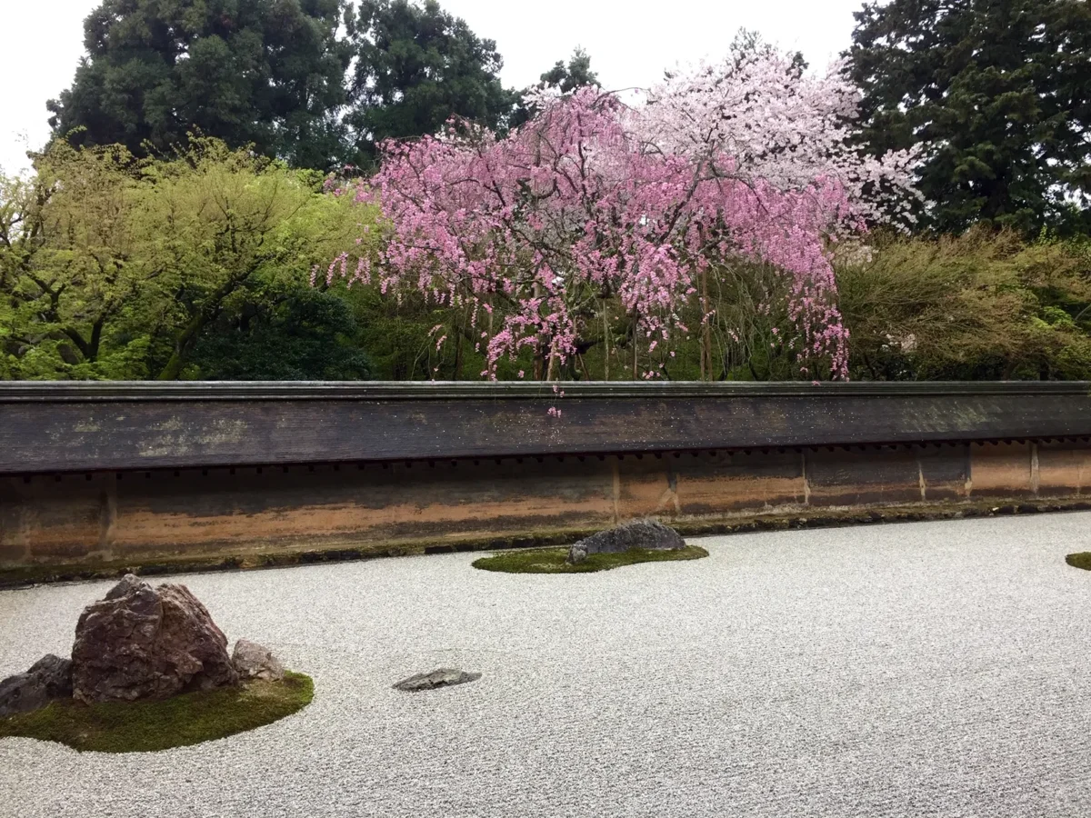 Temple Ryoanji | Japan City Tour | Travel agency in Tokyo Ryoanji temple in Kyoto, Japan with cherry blossoms during spring
