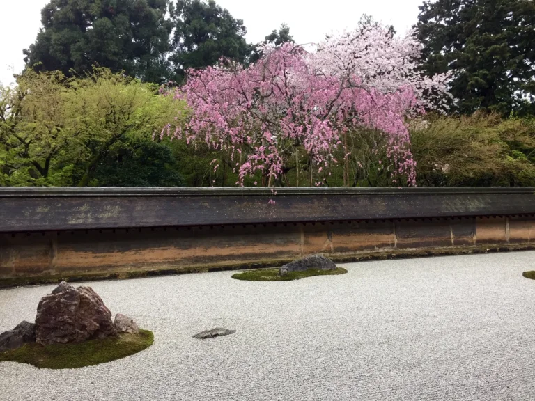 Temple Ryoanji | Japan City Tour | Travel agency in Tokyo Ryoanji temple in Kyoto, Japan with cherry blossoms during spring
