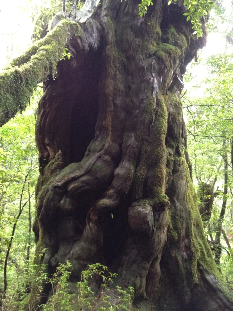 Yakushima yakusugi