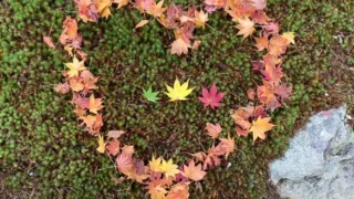 Fall-leaf viewing | Beautiful Autumn Leaves in Japan