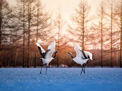 cisne_hokkaido | Japan City Tour | Travel agency in Tokyo Akan-Mashu National Park